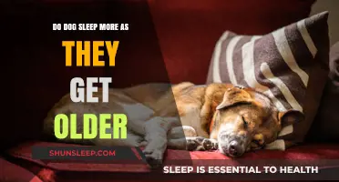 Aging Dogs and Sleep: Understanding Senior Canines' Rest Patterns