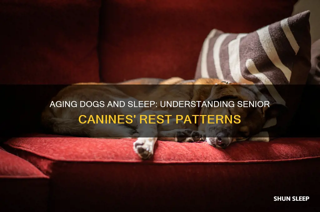 do dog sleep more as they get older