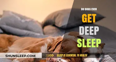 Do Dogs Experience Deep Sleep? Unveiling Canine Rest Patterns