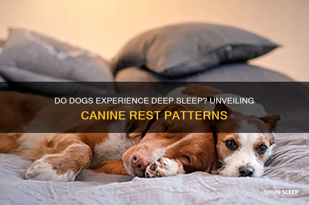 do dogs ever get deep sleep