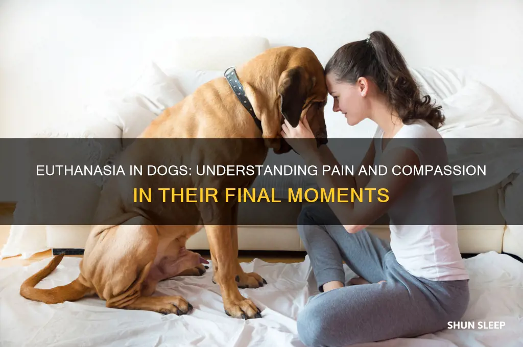 do dogs feel pain when getting put to sleep