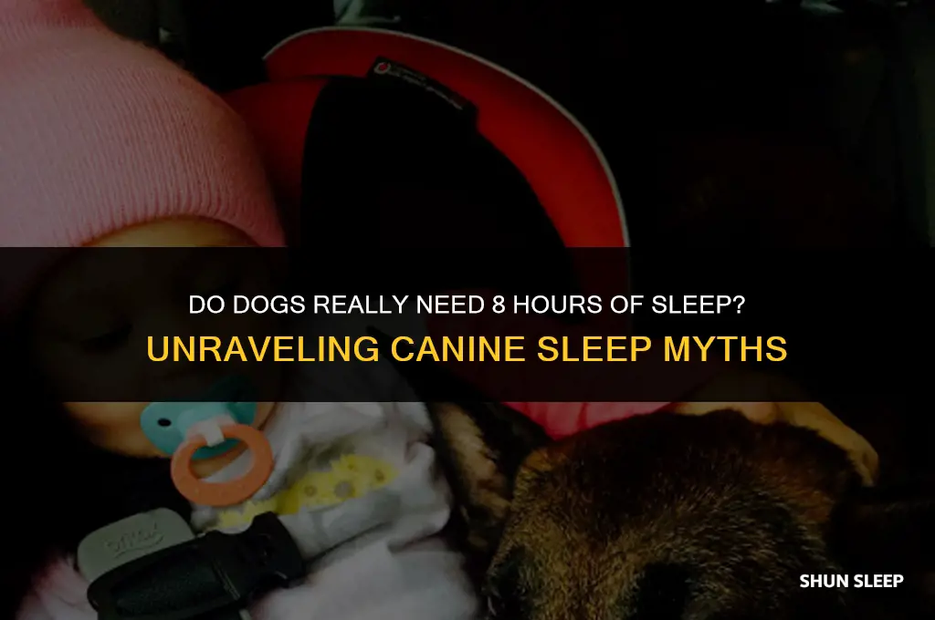 do dogs get 8 hours of sleep