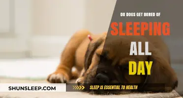 Do Dogs Get Bored of Sleeping All Day? Exploring Canine Rest Habits