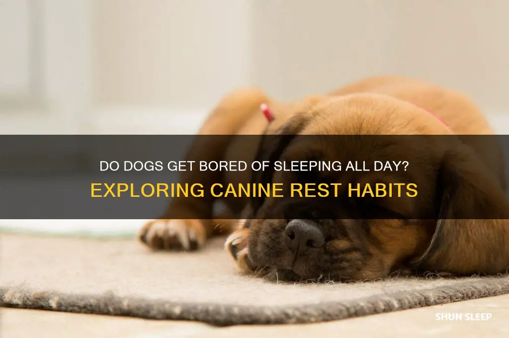 do dogs get bored of sleeping all day