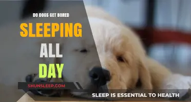 Do Dogs Get Bored Sleeping All Day? Unraveling Canine Rest Habits