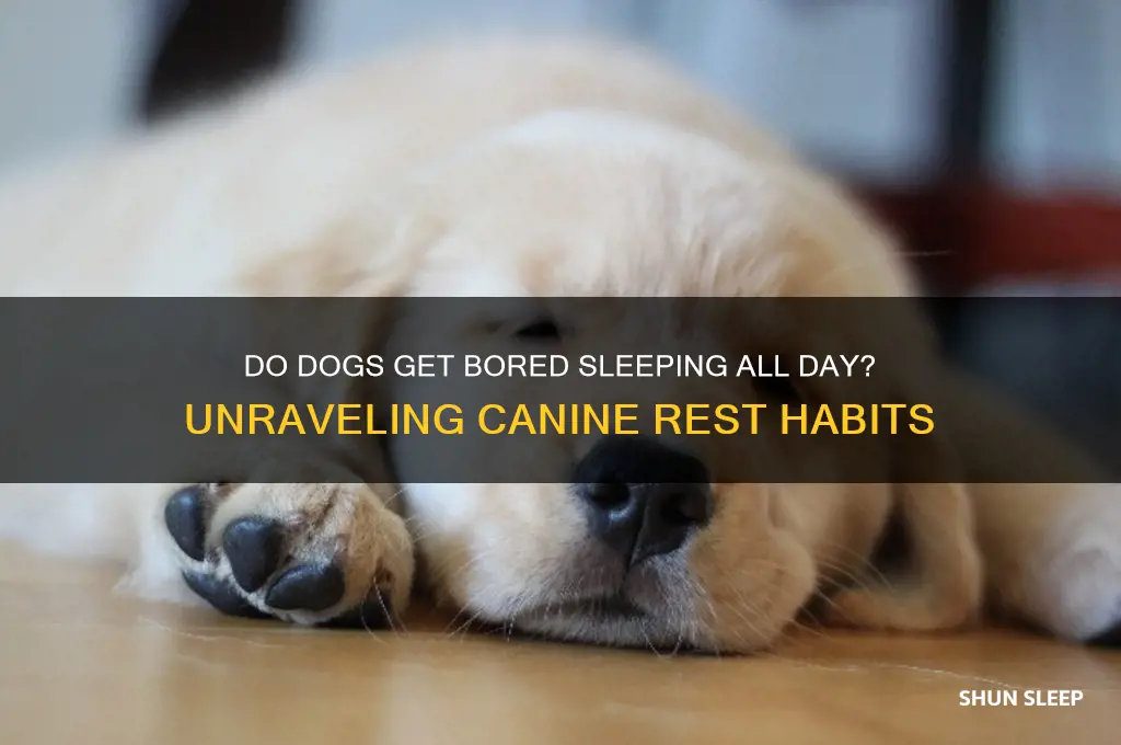 do dogs get bored sleeping all day
