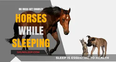 Can Dogs Experience Charley Horses During Sleep? Unraveling the Mystery