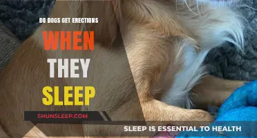 Do Dogs Get Erections During Sleep? Understanding Canine Nocturnal Physiology