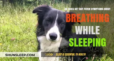Can Dogs Get Hay Fever? Understanding Noisy Breathing During Sleep