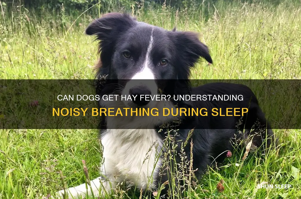do dogs get hay fever symptoms noisy breathing while sleeping