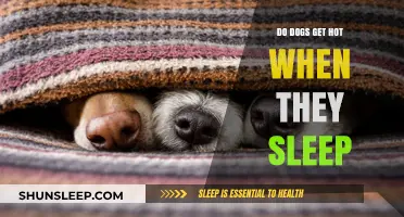 Do Dogs Overheat While Sleeping? Understanding Canine Rest and Temperature