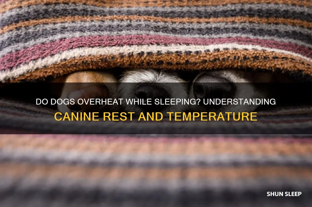 do dogs get hot when they sleep