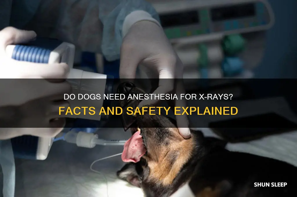 do dogs get put to sleep for x rays