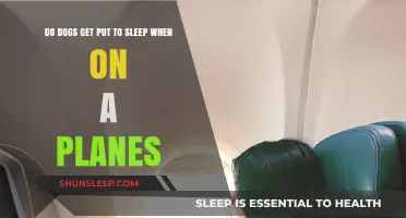 Do Dogs Get Put to Sleep During Air Travel? Facts Revealed