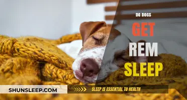 Do Dogs Dream? Exploring REM Sleep in Canines