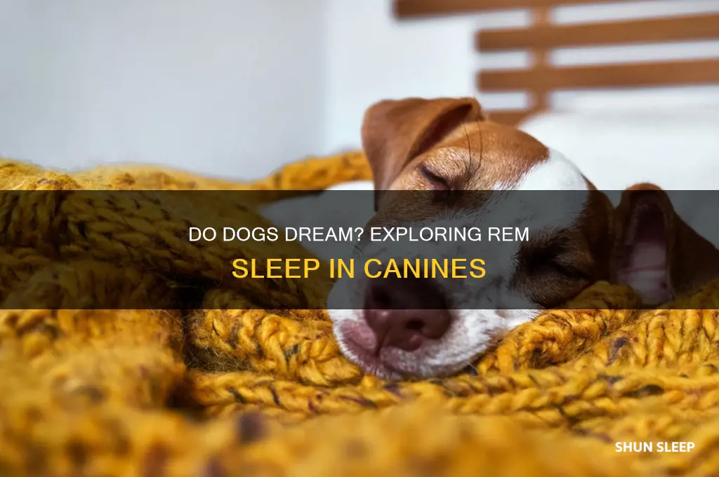 do dogs get rem sleep