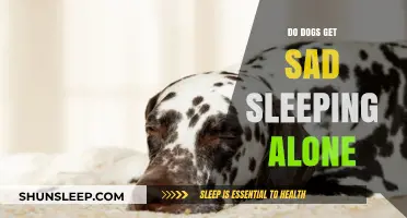 Do Dogs Feel Lonely Sleeping Alone? Understanding Canine Emotions and Needs