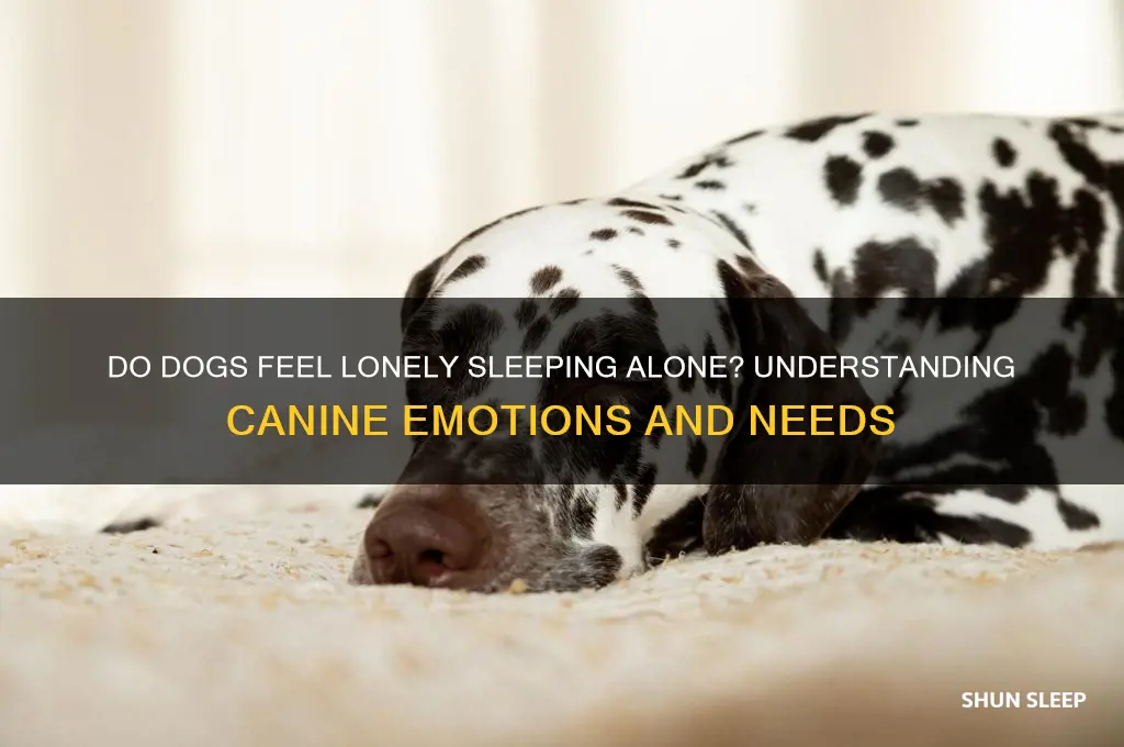 do dogs get sad sleeping alone