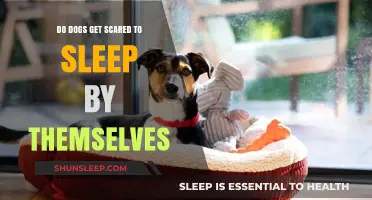 Do Dogs Fear Sleeping Alone? Understanding Canine Separation Anxiety