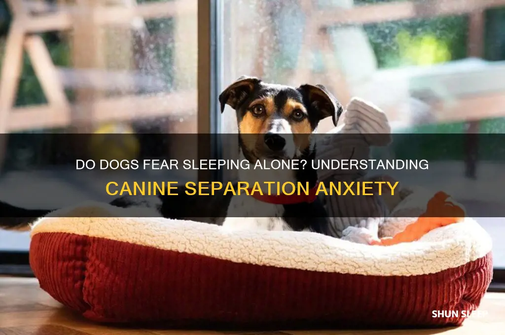 do dogs get scared to sleep by themselves