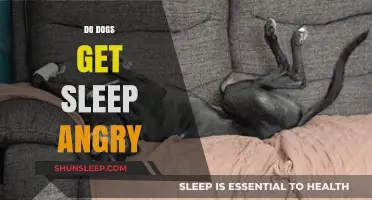 Do Dogs Get Sleep Angry? Understanding Canine Sleep Aggression