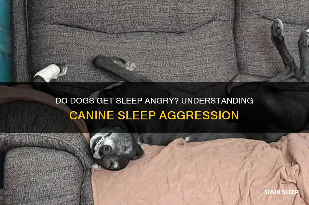 do dogs get sleep angry
