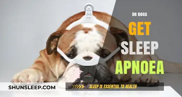 Can Dogs Develop Sleep Apnea? Understanding Canine Sleep Disorders