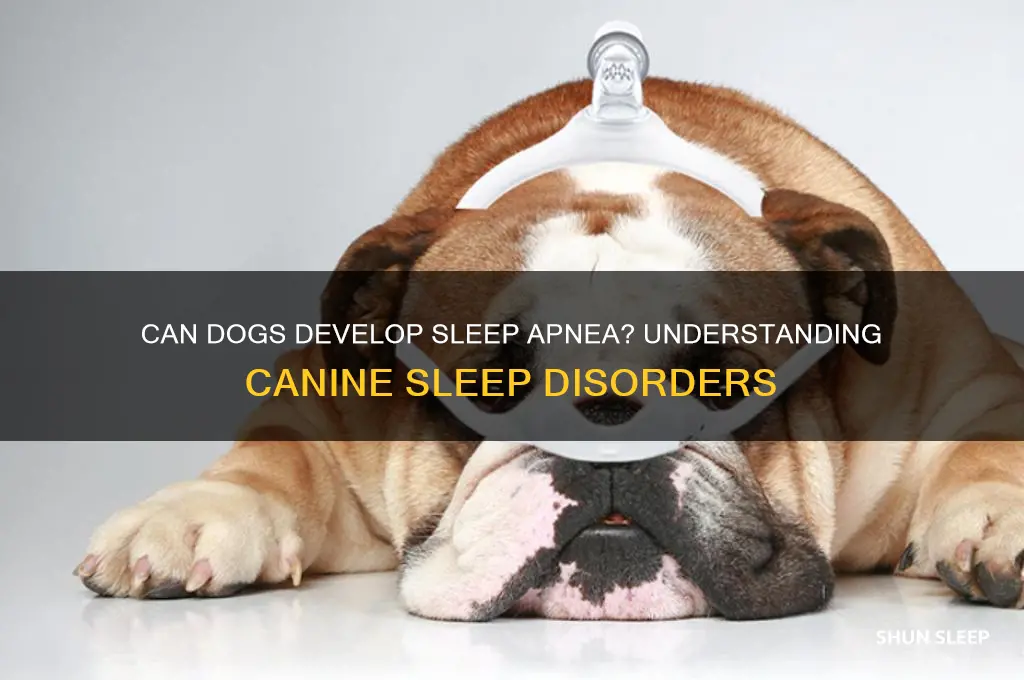 do dogs get sleep apnoea