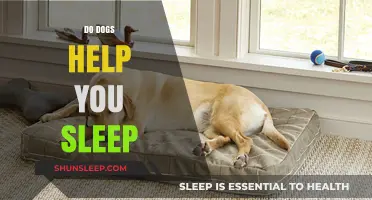 Canine Companions: How Dogs Improve Your Sleep Quality and Comfort