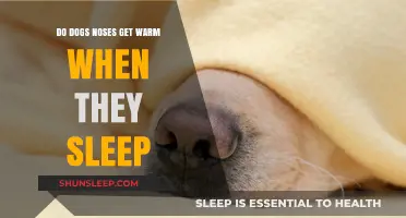 Why Do Dogs' Noses Get Warm During Sleep? Explained