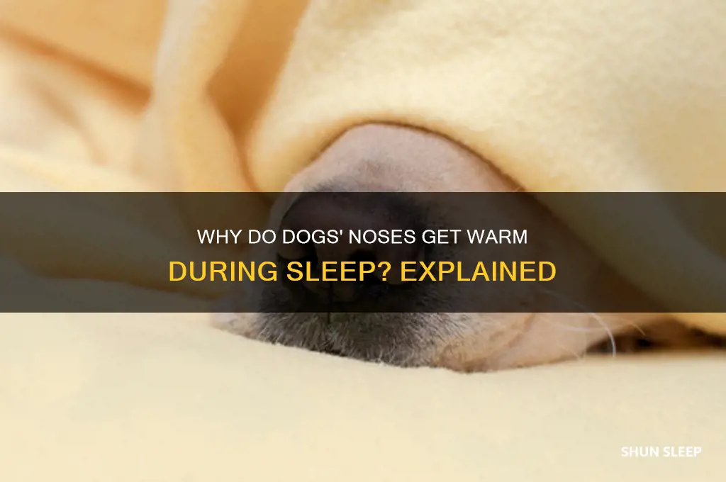 do dogs noses get warm when they sleep