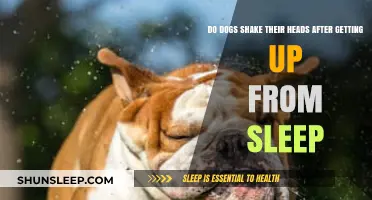 Why Dogs Shake Their Heads After Waking Up: Explained