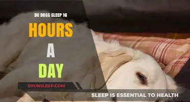 Unraveling the Mystery: How Much Do Dogs Really Sleep?