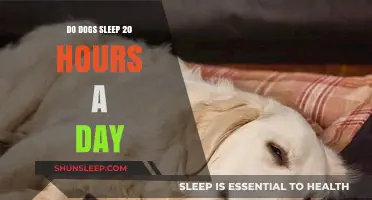 Unraveling the Myth: Do Dogs Really Sleep 20 Hours a Day?
