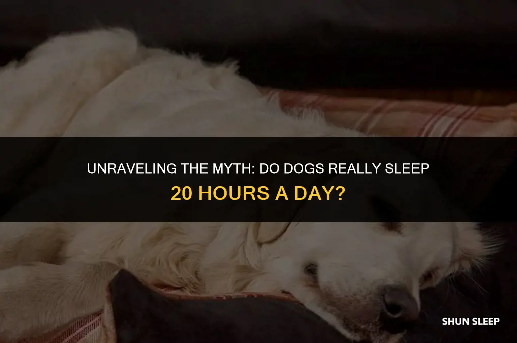 do dogs sleep 20 hours a day
