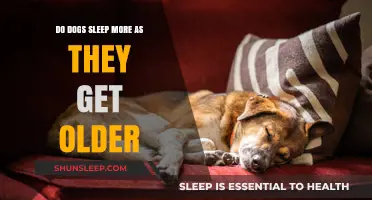 Why Older Dogs Sleep More: Understanding Aging Canine Rest Patterns
