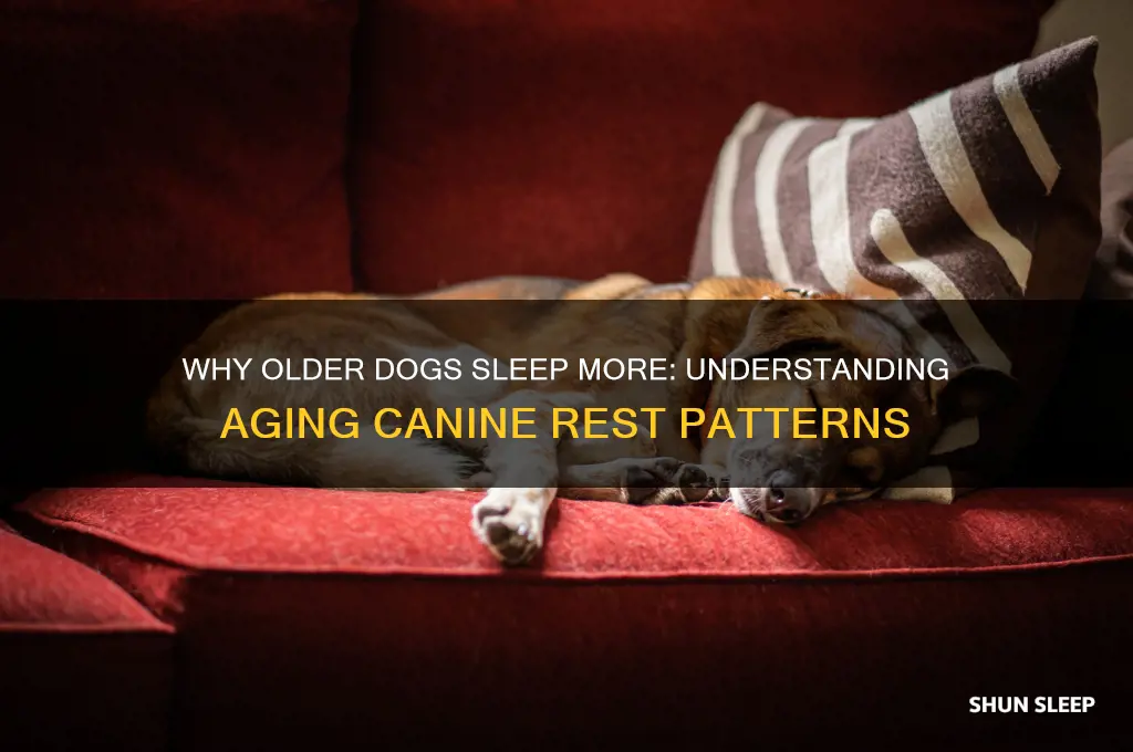 do dogs sleep more as they get older