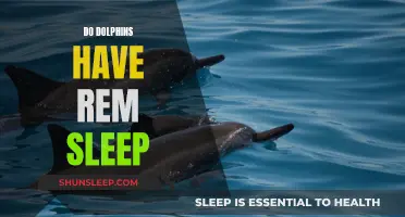 Dolphin Sleep Patterns: Do They Experience REM Sleep?