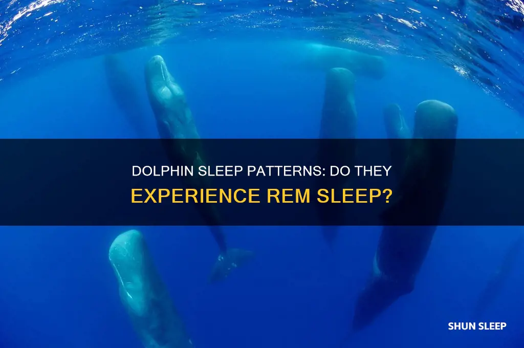 do dolphins have rem sleep