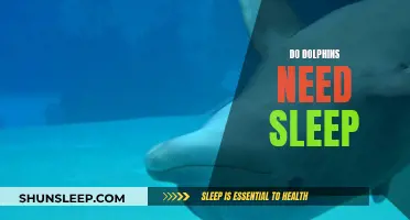 How Dolphins Sleep: Unraveling Their Unique Sleep Patterns