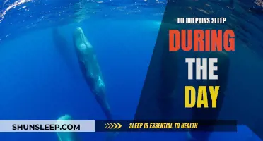 Dolphin Sleep Patterns: Daytime Sleep Explained