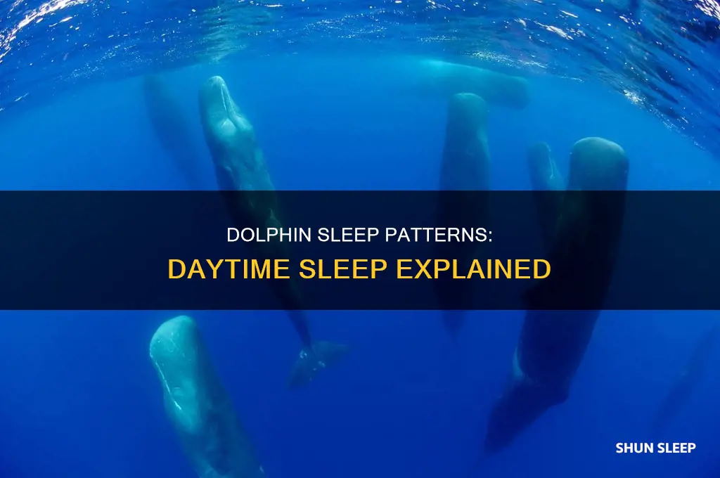 do dolphins sleep during the day