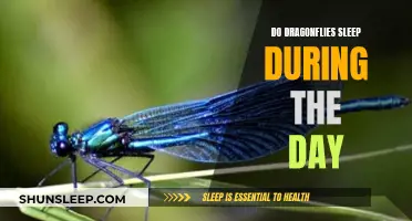 Daytime Sleep Patterns of Dragonflies: An Intriguing Mystery