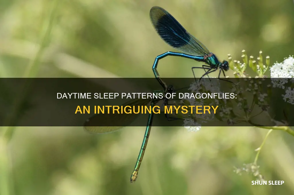 do dragonflies sleep during the day