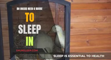 Ducks and Their Sleeping Arrangements: Do They Need Houses?