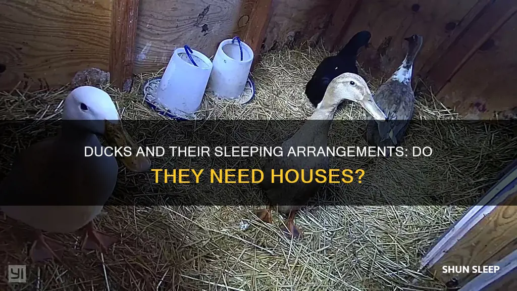 do ducks need a house to sleep in