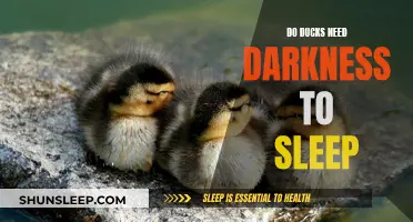 Ducks and Darkness: Do They Need It to Sleep?