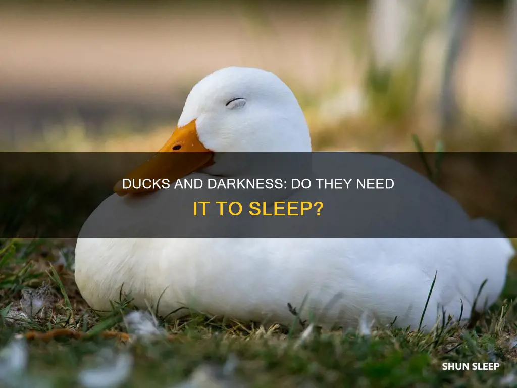 do ducks need darkness to sleep