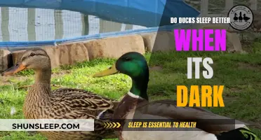 How Darkness Helps Ducks Sleep Better