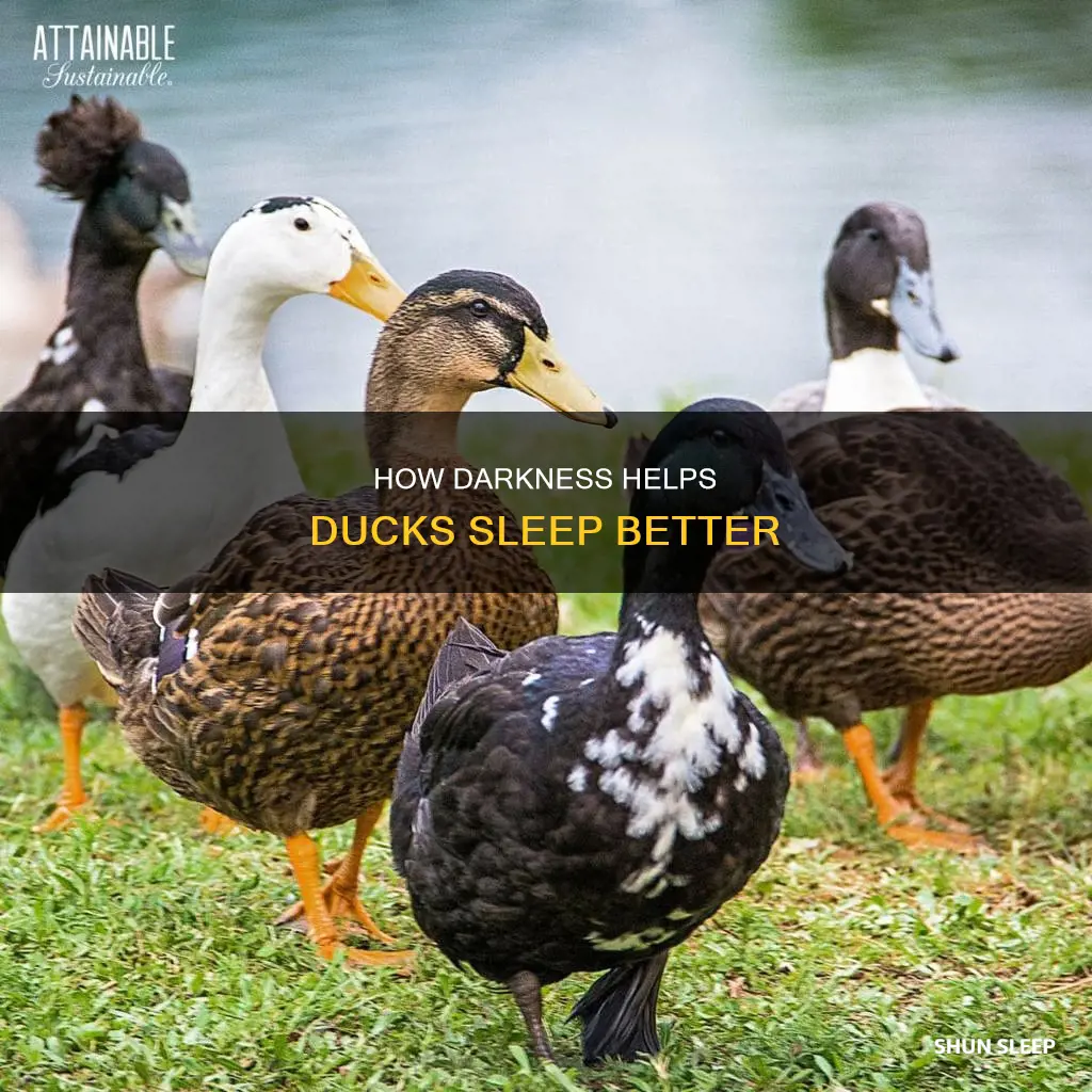 do ducks sleep better when its dark